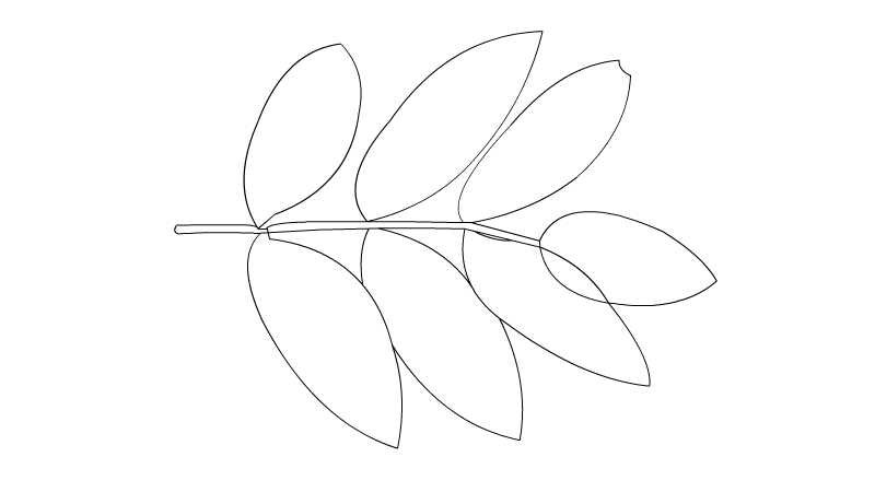 槐树叶子图片简笔画 槐树叶子图片简笔画怎么画
