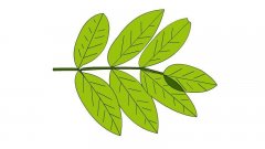 槐树叶子图片简笔画 槐树叶子图片简笔画怎么画