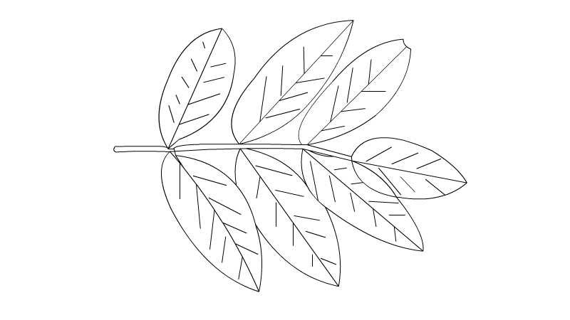槐树叶子图片简笔画 槐树叶子图片简笔画怎么画