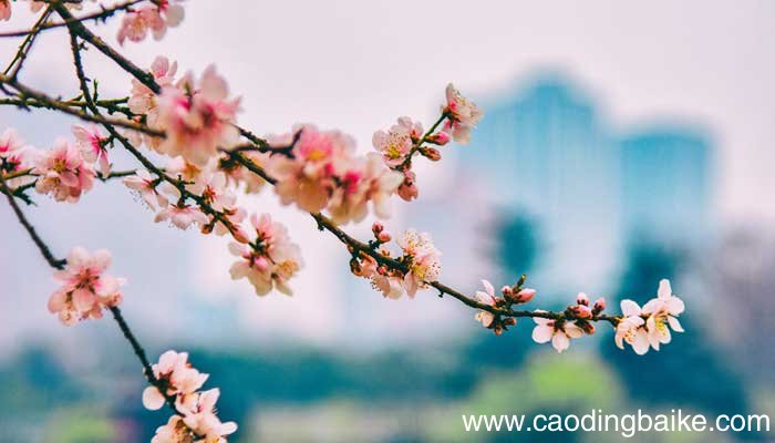 桃花影落飞神剑,碧海潮生按玉箫全诗 桃花影落飞神剑，落碧海潮生按玉箫何意