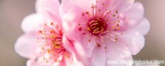 桃花影落飞神剑,碧海潮生按玉箫全诗 桃花影落飞神剑，落碧海
