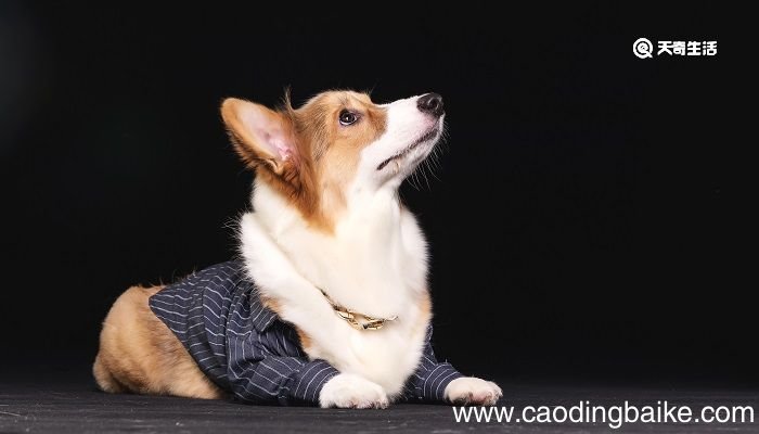 狗和它的影子告诉我们什么道理 狗与影子告诉我们什么
