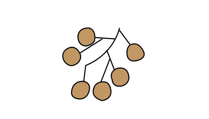 桂圆简笔画 桂圆简笔画怎么画
