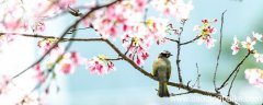 朱颜辞镜花辞树表达了什么 朱颜辞镜花辞树出自哪里