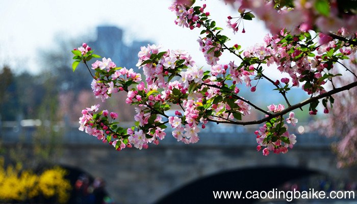一树梨花压海棠是苏轼写给谁的诗 一树梨花压海棠苏轼全诗 一树梨花压海棠是苏轼的诗吗