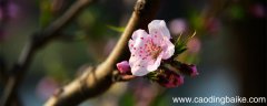 一树梨花压海棠是苏轼写给谁的诗 一树梨花压海棠苏轼全诗 一