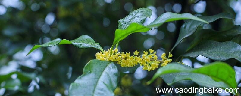 咏桂花吕声之赏析 咏桂花吕声之解析