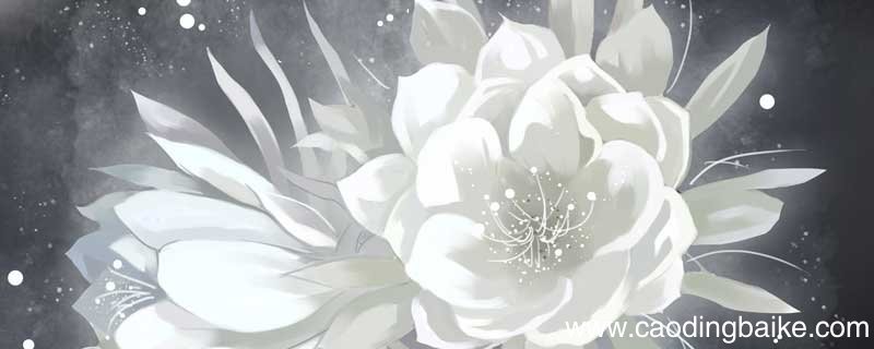 赞美昙花盛开的优美诗句 赞美昙花即将盛开的优美诗句
