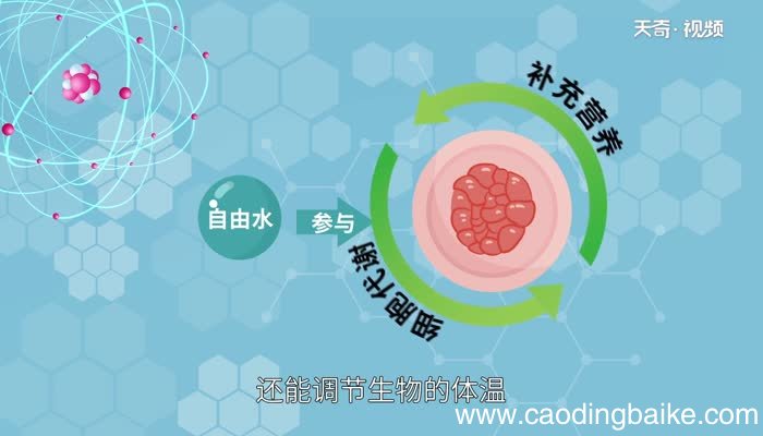 自由水的生理作用 自由水有哪些生理作用