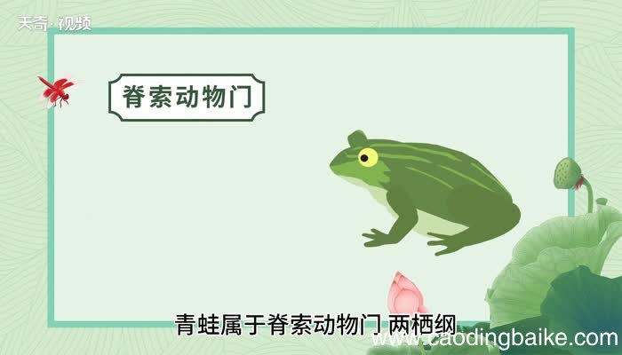 青蛙的意思 青蛙的意思是什么