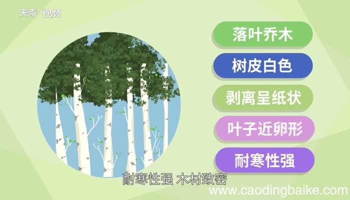 白桦的意思 白桦的意思是什么