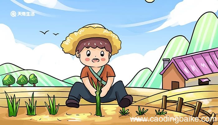 揠苗助长明白了什么道理 揠苗助长明白什么道理