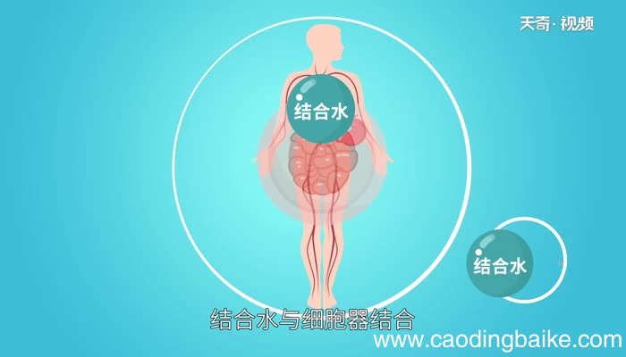 自由水和结合水的作用自由水和结合水有什么作用