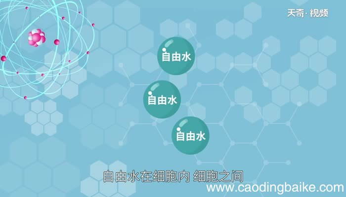 自由水和结合水的作用自由水和结合水有什么作用
