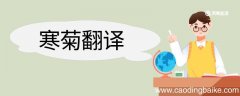 寒菊翻译 寒菊的翻译