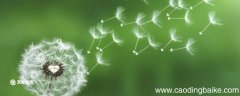 写蒲公英的比喻句 关于写蒲公英的比喻句