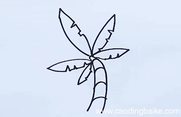 椰子树简笔画 椰子树简笔画带颜色
