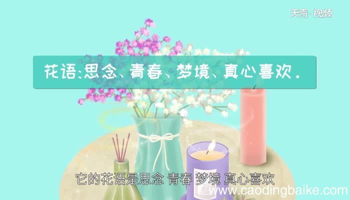 满天星花语和寓意 满天星的话语和寓意是什么