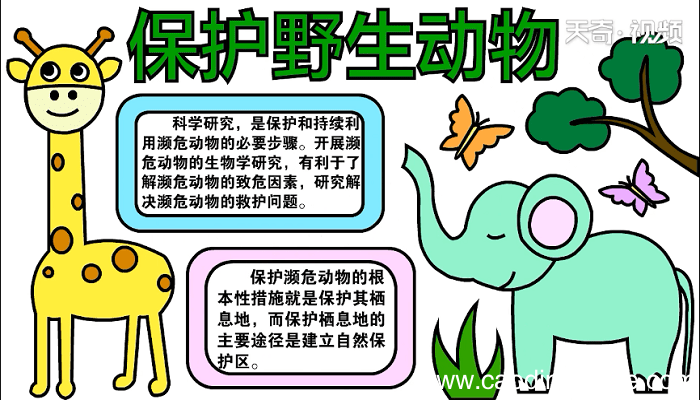 爱护野生动物手抄报 爱护野生动物画报