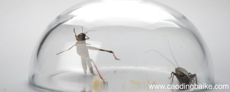 在牛肚子里旅行讲了一个什么道理 在牛肚子里旅行明白了什么道理