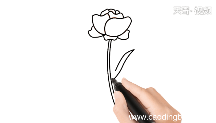 罂粟花简笔画 罂粟花简笔画怎么画