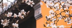 李清照花开花落终有时全诗 李清照花开花落终有时那首诗