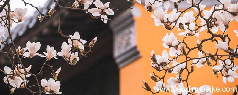 李清照花开花落终有时全诗 李清照花开花落终有时那首诗