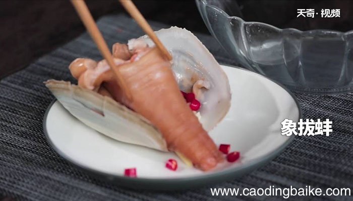 清蒸象拔蚌怎么做 清蒸象拔蚌