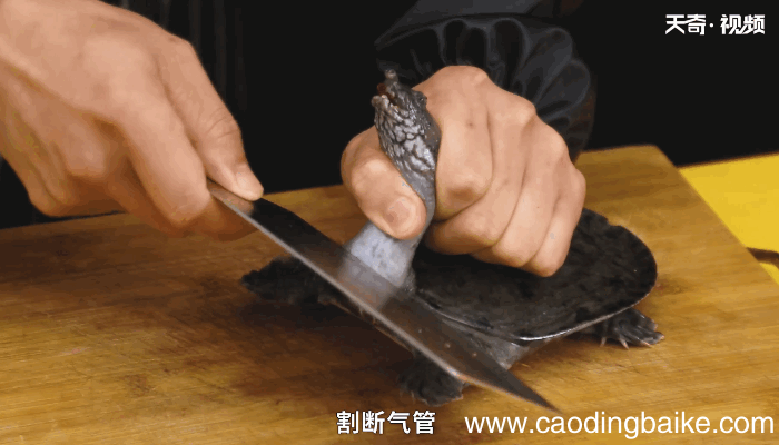 怎么正确杀甲鱼，怎样正确杀甲鱼